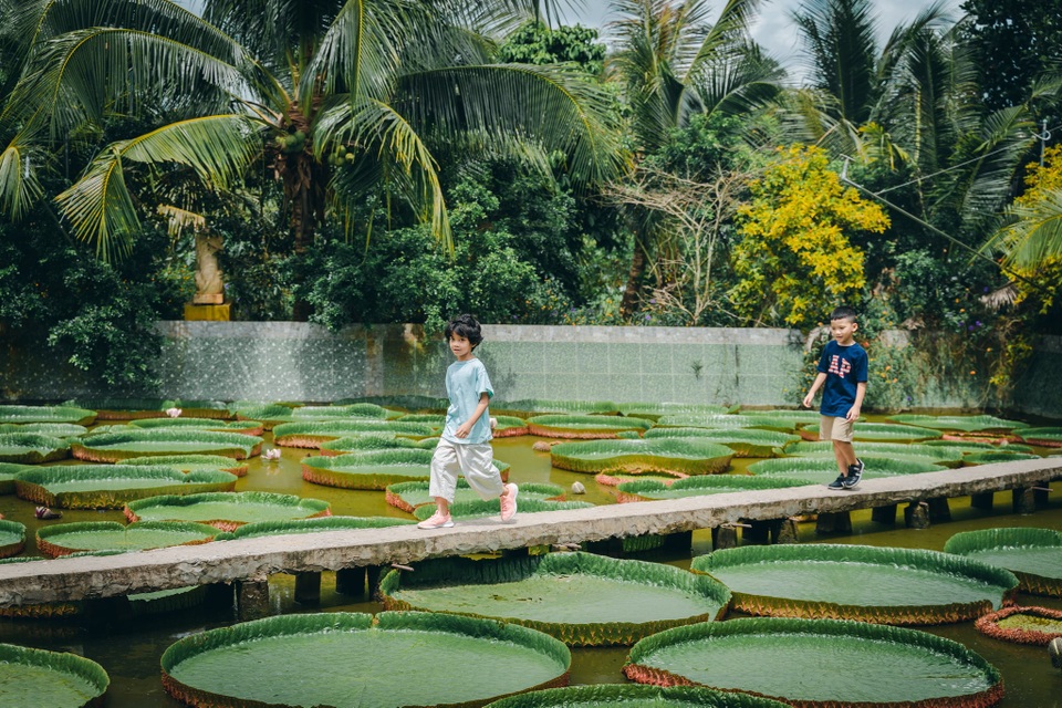 Ngôi chùa hút khách nhờ loài sen lạ, có thể cõng người trưởng thành - 2 Ngôi chùa hút khách nhờ loài sen lạ, có thể cõng người trưởng thành - 2