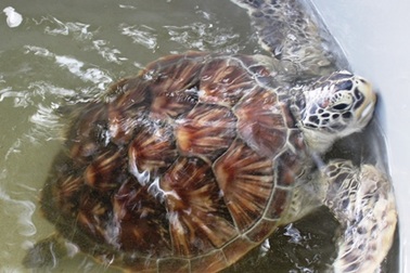 Thả con vích quý hiếm về với biển