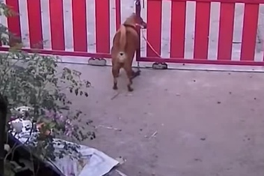 Chó bị mắc kẹt vì thừa cân