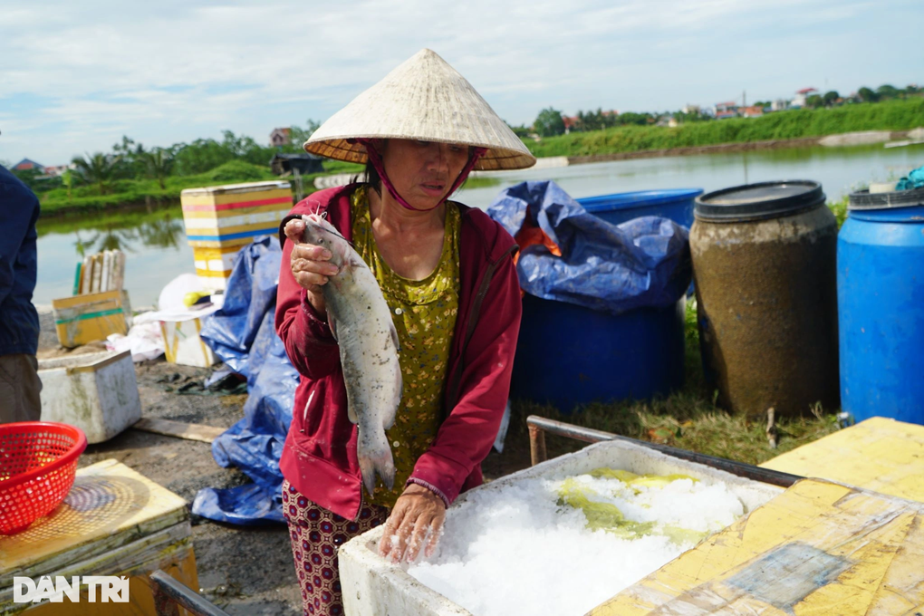 Thảm kịch mất mát 500 triệu đồng: Đàn cá lăng 6 tấn chết ngạt thương tâm