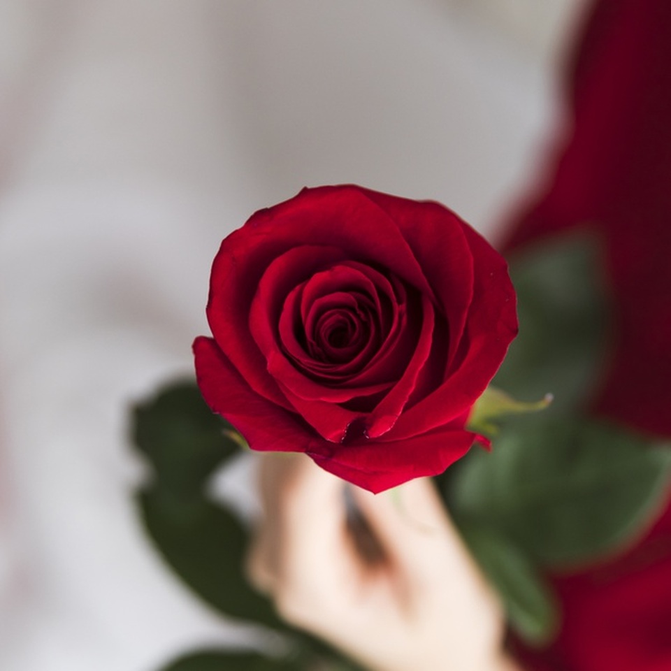 Người Nhật tặng nhau hoa gì vào ngày Valentine? - 1 Người Nhật tặng nhau hoa gì vào ngày Valentine? - 1