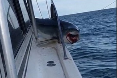 Rùng mình khoảnh khắc cá mập cỡ lớn "ghé thăm" rồi bất ngờ mắc kẹt trên thuyền câu