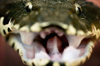 Loài rắn độc mang cái tên chết chóc, sở hữu cú mổ nhanh hơn chớp mắt