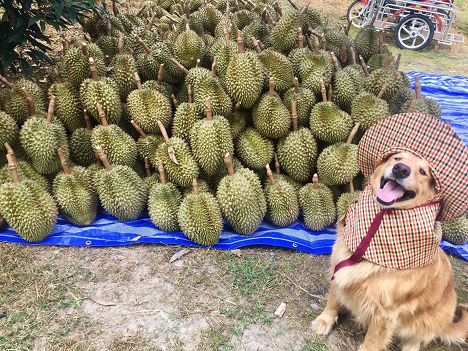 Nụ cười đốn tim của chú chó trở thành thương hiệu của nông trại sầu riêng - 1 Nụ cười đốn tim của chú chó trở thành thương hiệu của nông trại sầu riêng - 1