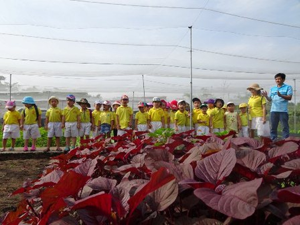 Bỏ việc ngân hàng lương cao về trồng rau 5 không lãi 100 triệu/tháng - 5 Bỏ việc ngân hàng lương cao về trồng rau 5 không lãi 100 triệu/tháng - 5