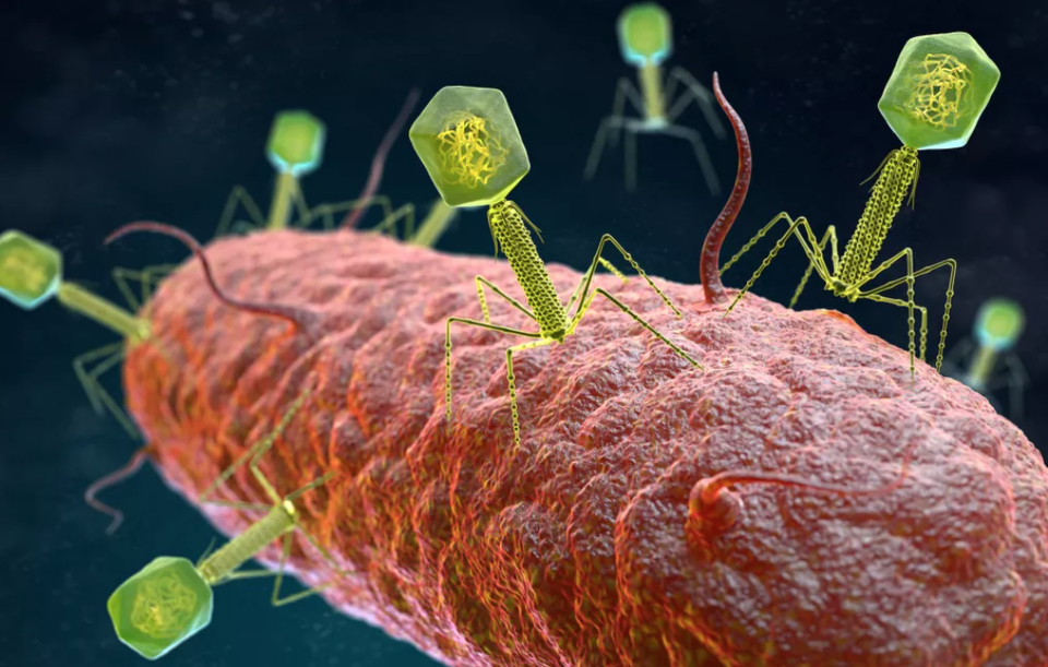70.000 loại virus chưa từng biết được tìm thấy trong ruột người - 1 70.000 loại virus chưa từng biết được tìm thấy trong ruột người - 1