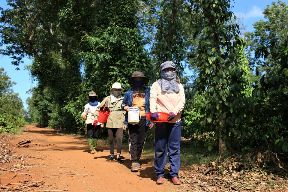 Nhìn hốt hoảng tưởng sâu hóa ra đặc sản có một không hai ở Tây Nguyên - 1 Nhìn hốt hoảng tưởng sâu hóa ra đặc sản có một không hai ở Tây Nguyên - 1