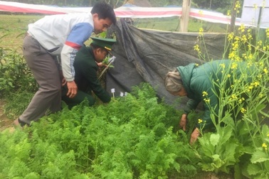 Trồng cây thuốc phiện trong vườn nhà để... nấu canh ăn hàng ngày