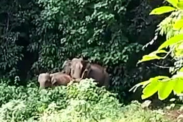 Khoảnh khắc voi mẹ thể hiện lòng biết ơn những người giúp giải cứu con mình