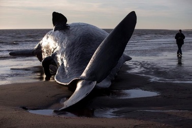 Cá nhà táng chết do Bắc cực quang