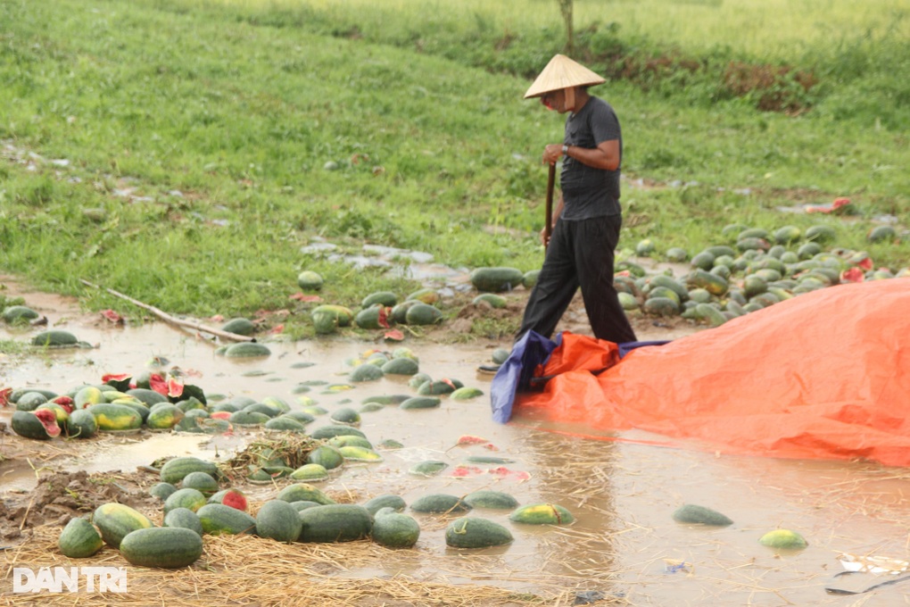 52ha dưa hấu bị mưa nhấn chìm, nông dân khóc nghẹn vì trắng tay - 2 52ha dưa hấu bị mưa nhấn chìm, nông dân khóc nghẹn vì trắng tay - 2