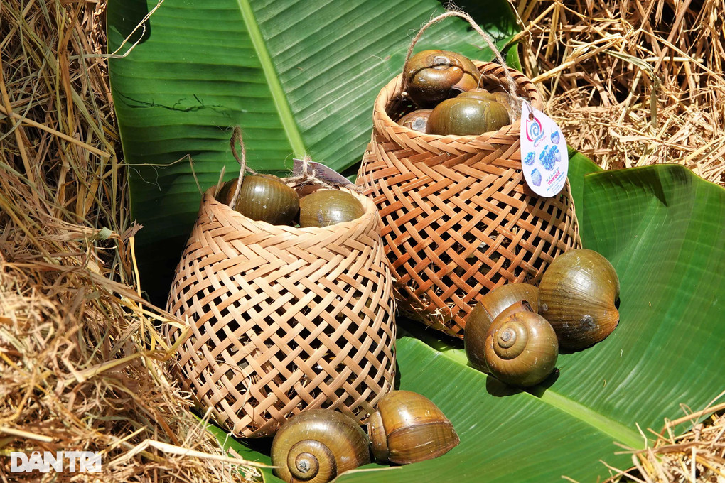 Bí quyết cho ốc ngủ gác bếp liền 3 tháng, thu lãi hàng trăm triệu đồng - 2 Bí quyết cho ốc ngủ gác bếp liền 3 tháng, thu lãi hàng trăm triệu đồng - 2