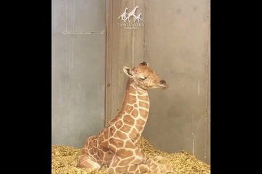 Hình ảnh hươu cao cổ non nằm ngủ khi vẫn chưa quen với chiếc cổ dài