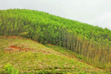 Bình Định: “Ưu ái” khoán đất bảo vệ rừng sản xuất cho người thân?