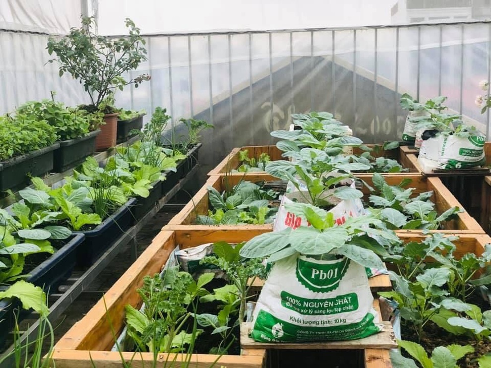 Vườn rau theo mô hình organic, dùng hệ thống tưới tự động của mẹ đảm Hà Nội - 6 Vườn rau theo mô hình organic, dùng hệ thống tưới tự động của mẹ đảm Hà Nội - 6