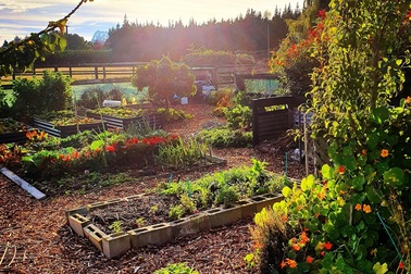 Vườn rau trái trĩu trịt “vạn người mê” của bà mẹ một con ở New Zealand