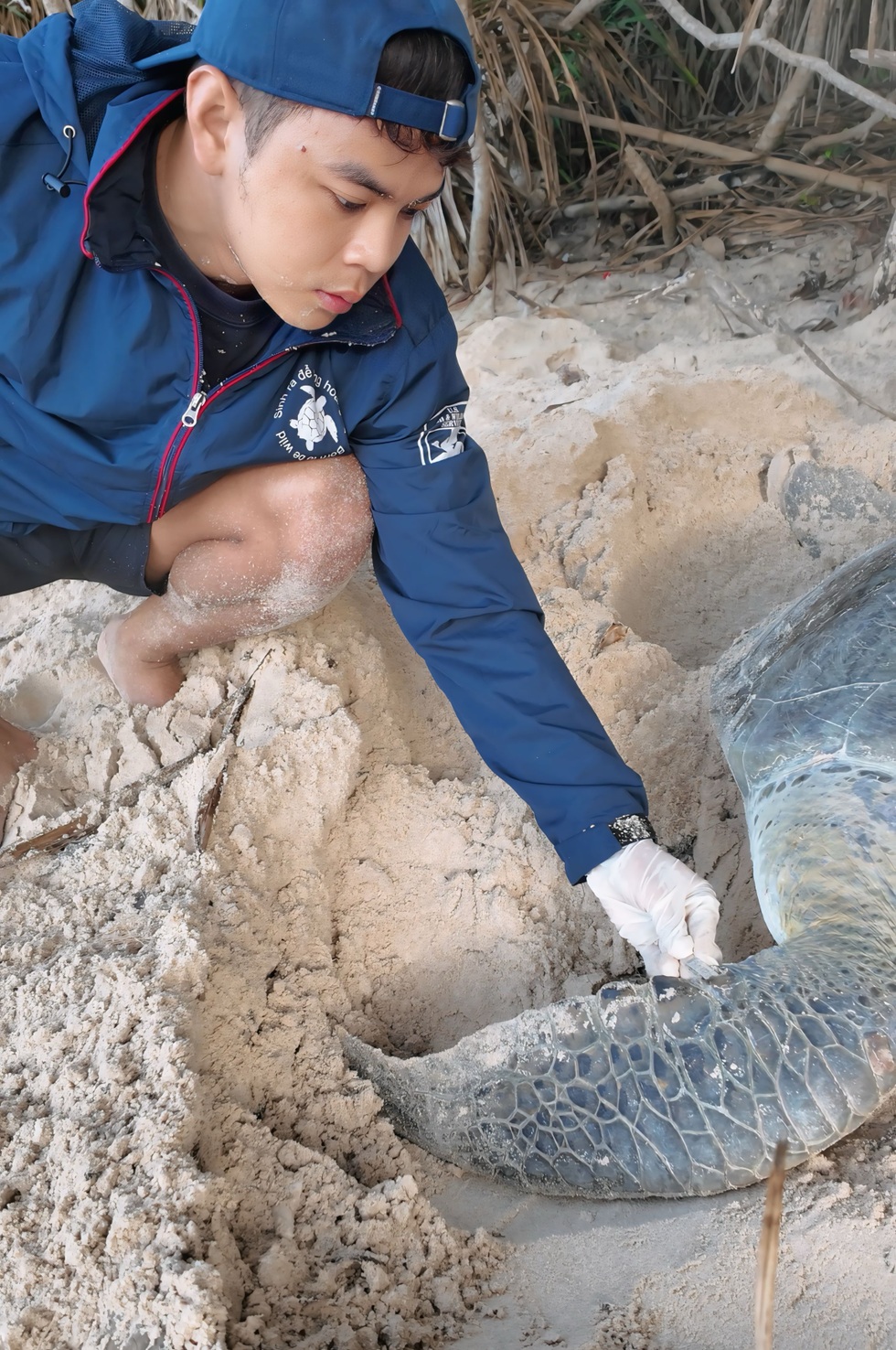 Chàng trai Tây Ninh và hành trình đỡ đẻ cho rùa mẹ giữa đêm ở Côn Đảo - 1 Chàng trai Tây Ninh và hành trình đỡ đẻ cho rùa mẹ giữa đêm ở Côn Đảo - 1