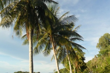 Trồng dừa làm cây xanh đô thị ở TPHCM dễ phải "trả giá"!