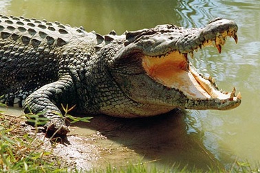 Những chuyện lạ "có thật" ở Việt Nam