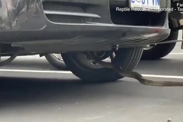 Kinh hãi phát hiện rắn kịch độc ẩn náu bên dưới xe ô tô