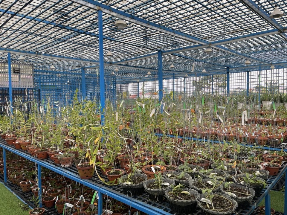 Lắng nghe kinh nghiệm quý báu về cách chăm lan hồ điệp nở đúng dịp Tết của nghệ nhân Quý Trần - 3 Lắng nghe kinh nghiệm quý báu về cách chăm lan hồ điệp nở đúng dịp Tết của nghệ nhân Quý Trần - 3