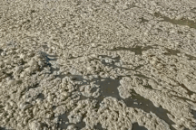 Trang trại nuôi hơn 15.000 con heo xả thải trực tiếp ra sông