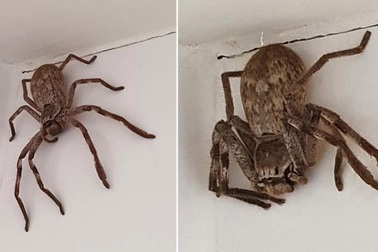 Nhện to bằng quả bóng rổ xuất hiện trong phòng tắm dọa cô gái sợ khiếp vía