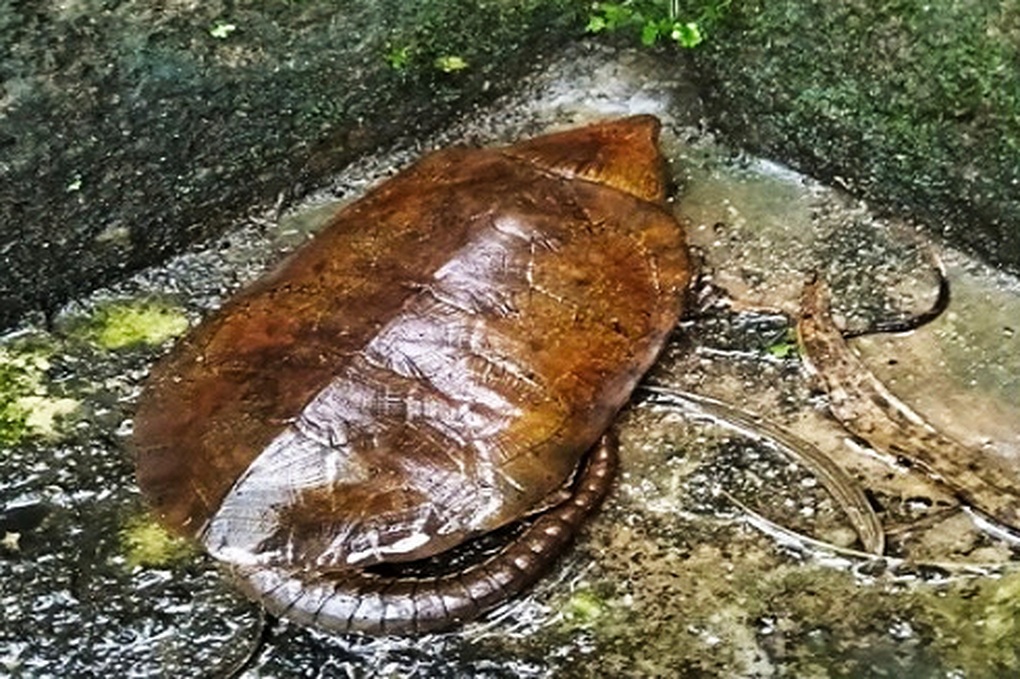 Phát hiện rùa có đuôi ở Quảng Ngãi, người dân nộp cho kiểm lâm - 1
