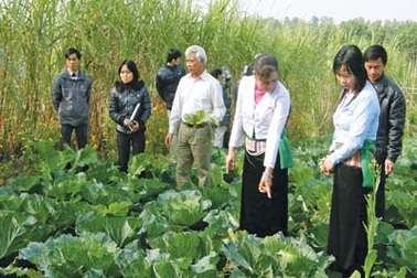 Vùng trồng cao su mà cứ dạy nuôi công, nuôi phượng!
