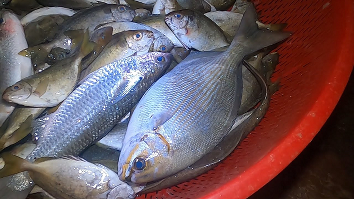 Dụng công săn loài cá tà ma mà giới nhà giàu săn lùng - 9