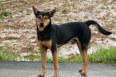 Phát hiện ổ dịch bệnh dại tại Quảng Ngãi