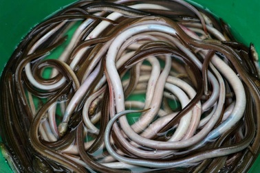 Loại đặc sản chỉ có trong con lũ đầu mùa, chong đèn vớt tiền triệu mỗi đêm