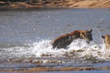 Cá sấu phục kích dưới nước, cướp mất con non ngay trước mặt sư tử mẹ