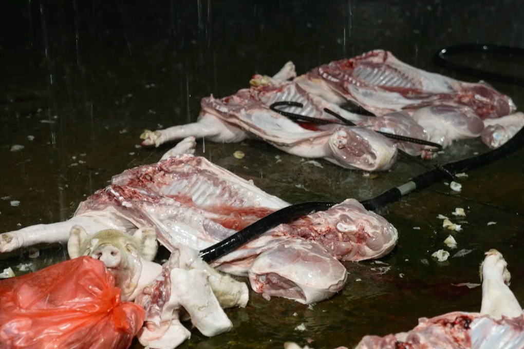 Đường dây cung cấp lợn nhiễm virus tả ở Hà Nội: Khởi tố vợ chồng chủ lò mổ - 2 Đường dây cung cấp lợn nhiễm virus tả ở Hà Nội: Khởi tố vợ chồng chủ lò mổ - 2