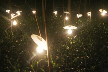 Đốt trấu, thắp đèn sưởi ấm cho... hoa xứ lạnh