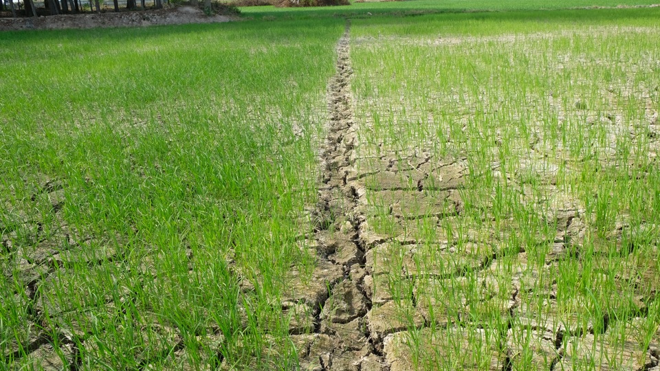 Nắng nóng kéo dài, hàng nghìn ha lúa có nguy cơ chết cháy - 3