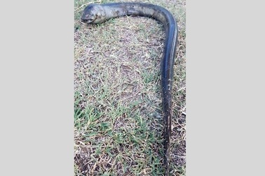 Bắt được sinh vật kì lạ tại Argentina