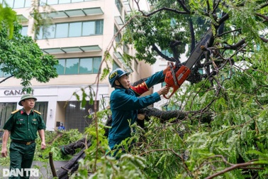 Hà Nội chặt hạ, dịch chuyển hơn 2.600 cây xanh để làm nút giao Vành đai 3,5