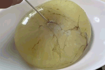 “Choáng” với món trứng bạch tuộc khổng lồ, thực khách có thể ăn sống