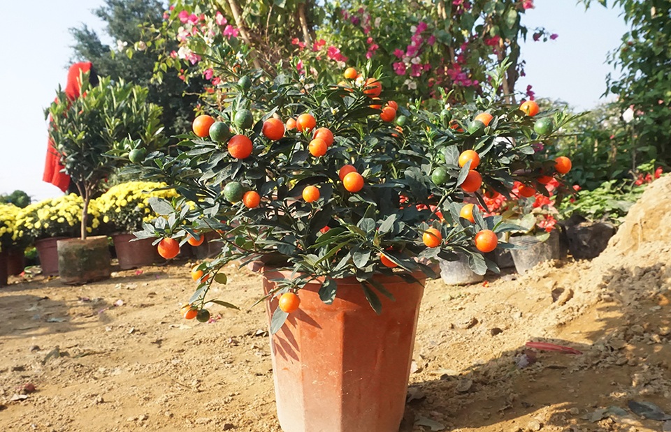 Hoa Tết giá mềm, người dân tranh thủ đi chọn sớm - 10 Hoa Tết giá mềm, người dân tranh thủ đi chọn sớm - 10