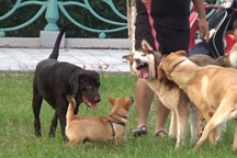 Người dân Hà Nội sợ chó thả rông không rọ mõm