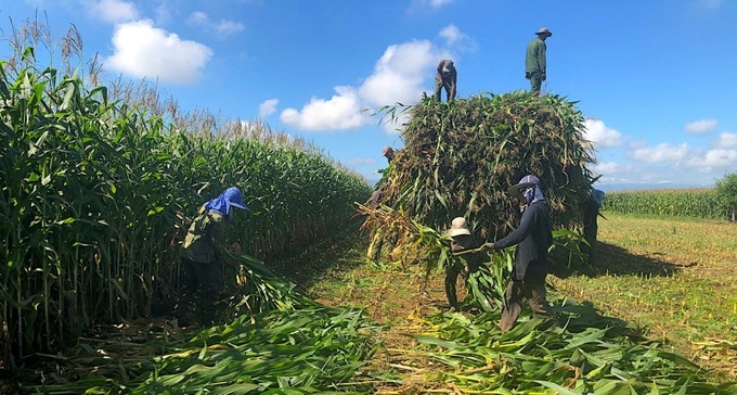 Mô hình trồng bắp sinh khối tại Ia Pa phục vụ nhu cầu của doanh nghiệp