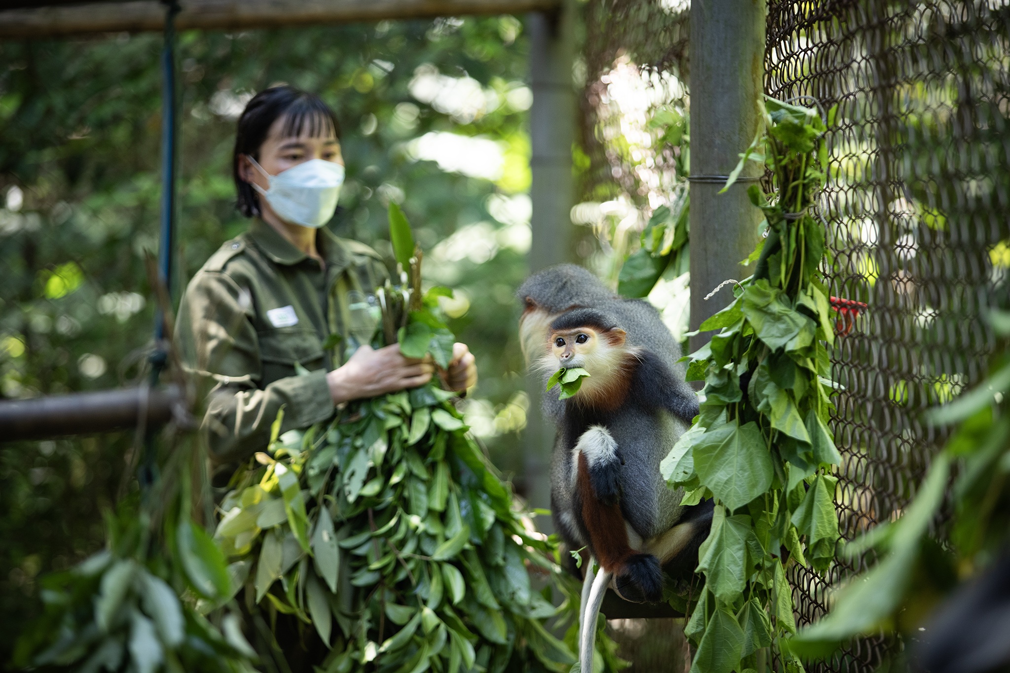 Ratu Primat di pusat menyelamat terbesar di Vietnam - 2 Nữ hoàng linh trưởng trong trung tâm cứu hộ lớn nhất Việt Nam - 2