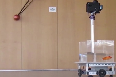 Kinh ngạc trước khả năng lái xe của cá vàng