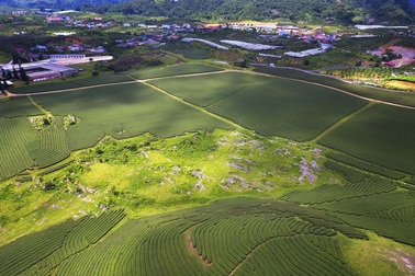 Mãn nhãn ngắm đồi chè xanh ngắt ở Mộc Châu qua góc nhìn flycam