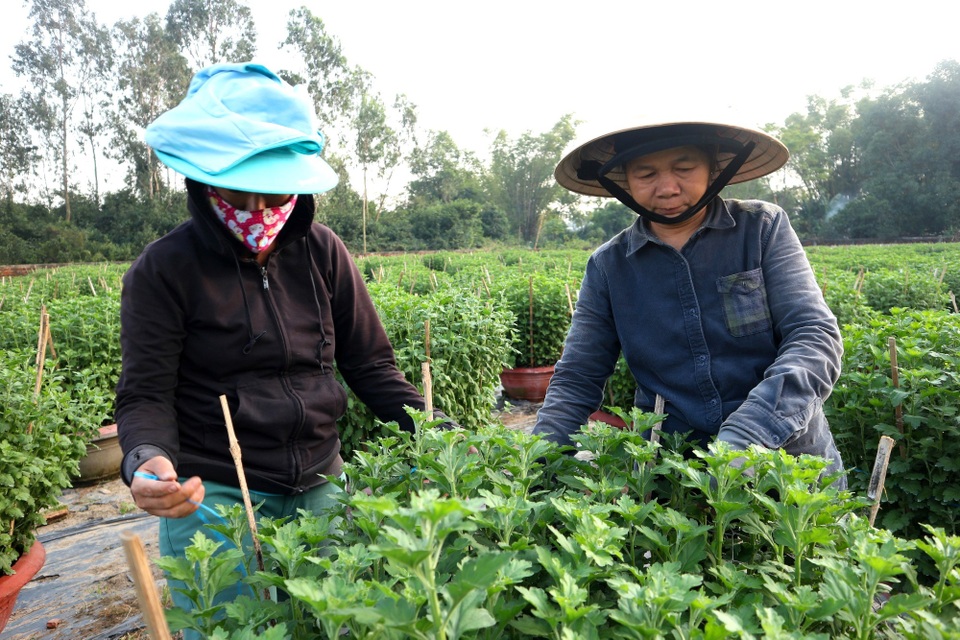 Các làng hoa thấp thỏm chờ Tết Canh Tý 2020 - 5 Các làng hoa thấp thỏm chờ Tết Canh Tý 2020 - 5