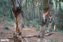 Hàng trăm cây thông ở khu di tích lịch sử quốc gia Rừng Thông bị "bức tử"