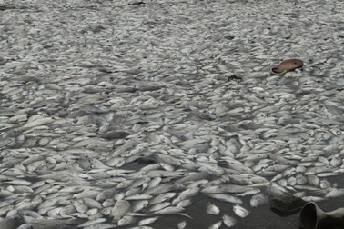 Hãi hùng cá chết trắng mặt hồ