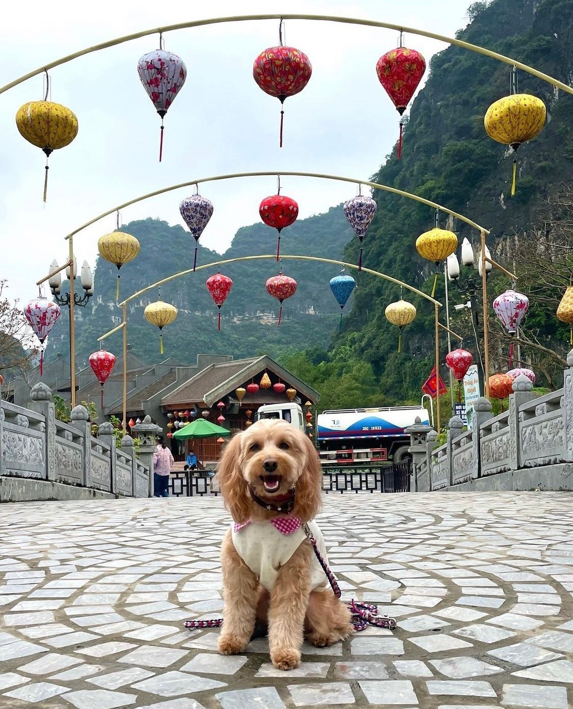 Bộ ảnh cún cưng vi vu thánh địa sống ảo Hang Múa gây sốt mạng - 9