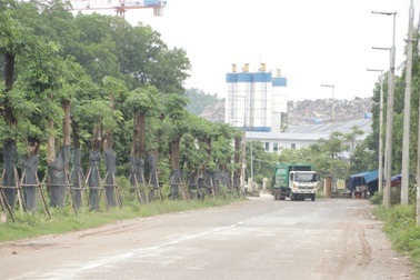 Hàng cây hoa sữa chuyển từ Hồ Tây đến bãi rác Nam Sơn giờ ra sao?